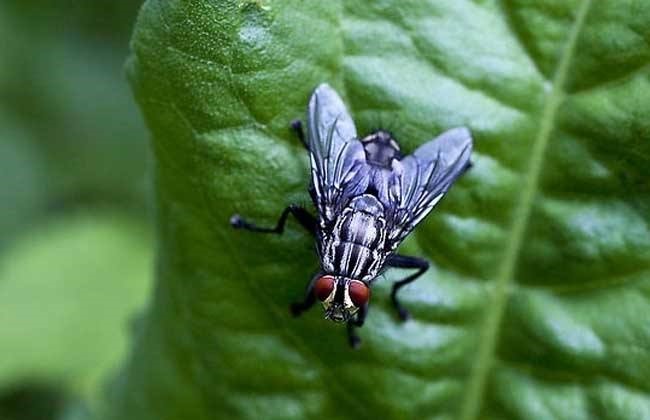 赶紧看，这种生物随时可能威胁生命